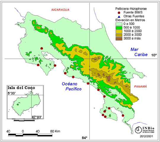 Pelliciera rhizophorae distribution
